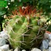 Copiapoa _ahremephiana_ GC294.04_ 01